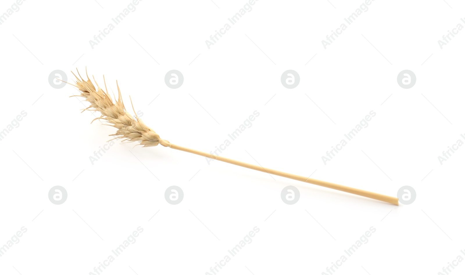 Photo of One spike of wheat isolated on white