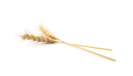 Photo of Dried spikes of wheat on white background