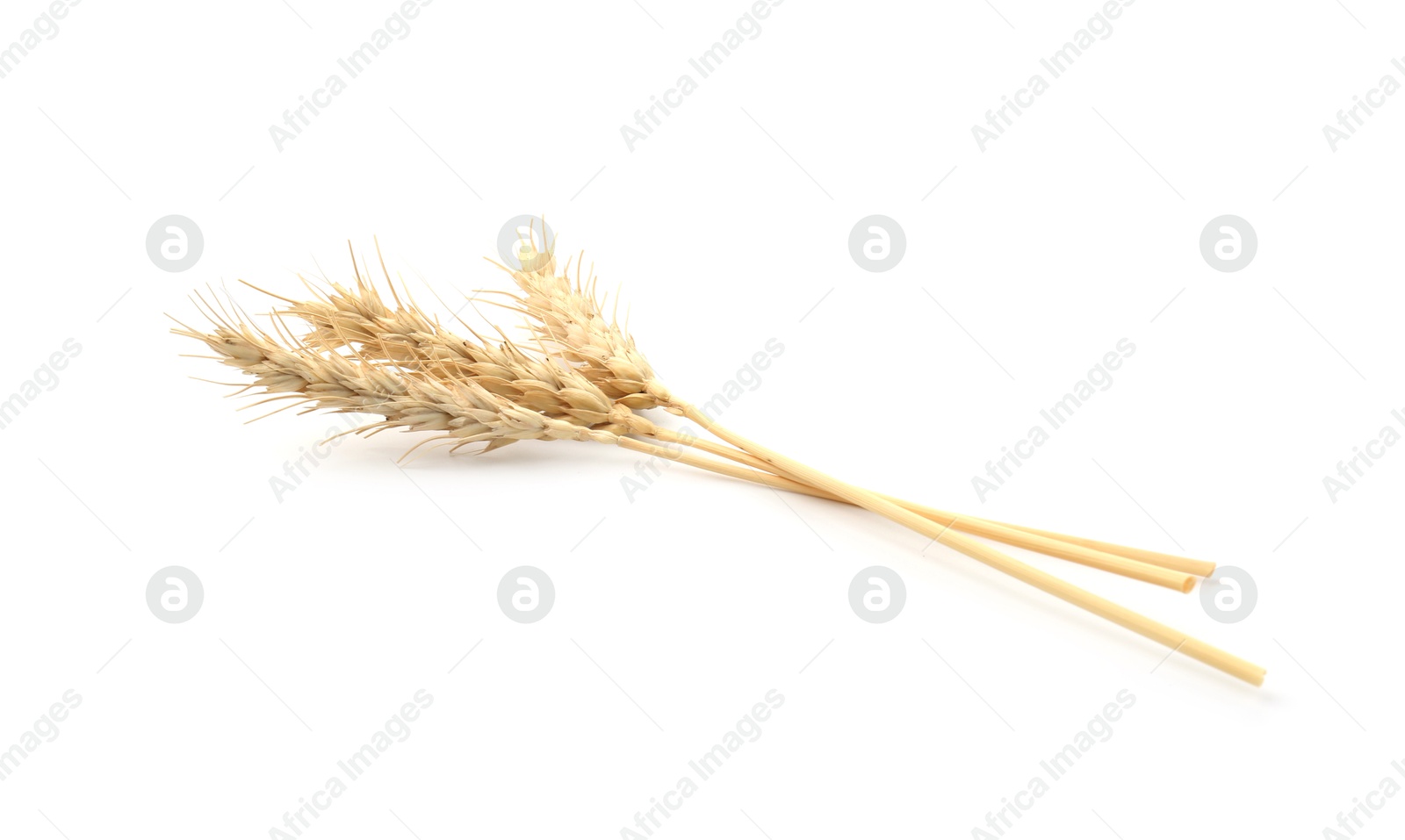 Dried spikes of wheat on white background Photo of Dried spikes of wheat on white background