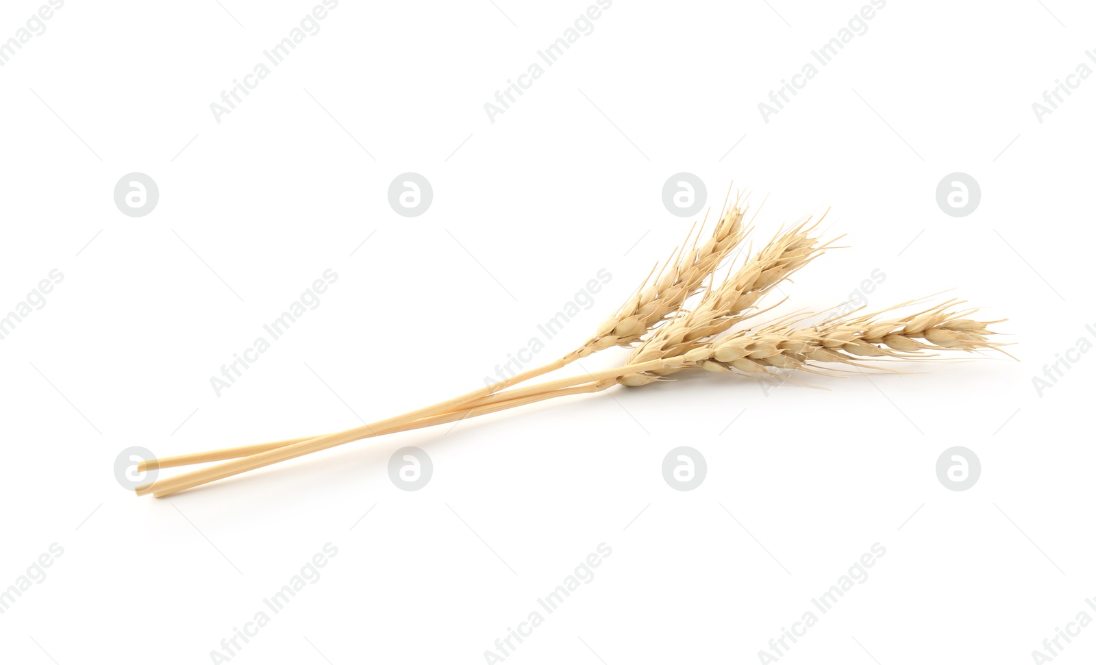 Dried spikes of wheat on white background Photo of Dried spikes of wheat on white background
