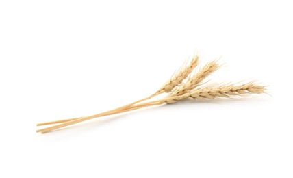 Photo of Dried spikes of wheat on white background