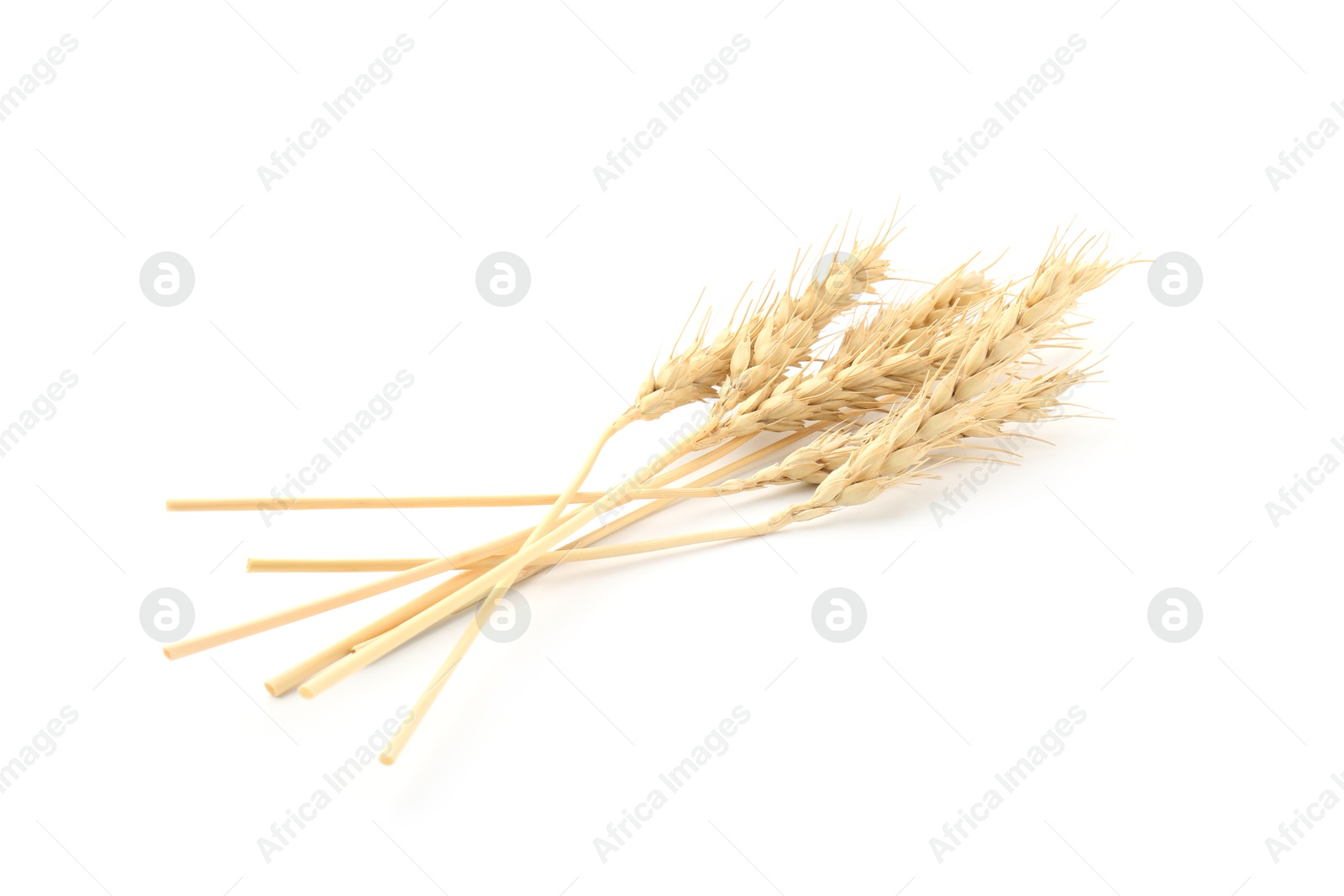 Photo of Dried spikes of wheat isolated on white