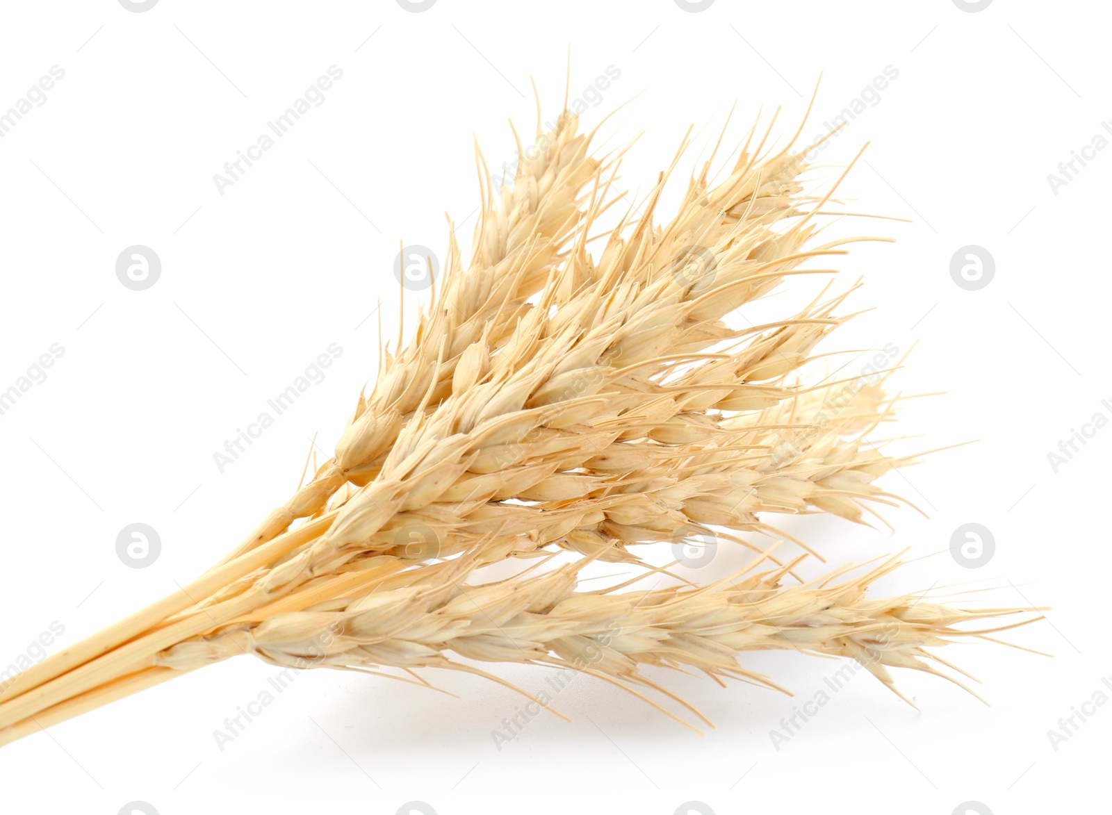 Bunch of dried wheat spikes isolated on white Photo of Bunch of dried wheat spikes isolated on white