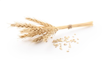 Photo of Spikes of wheat and grains isolated on white