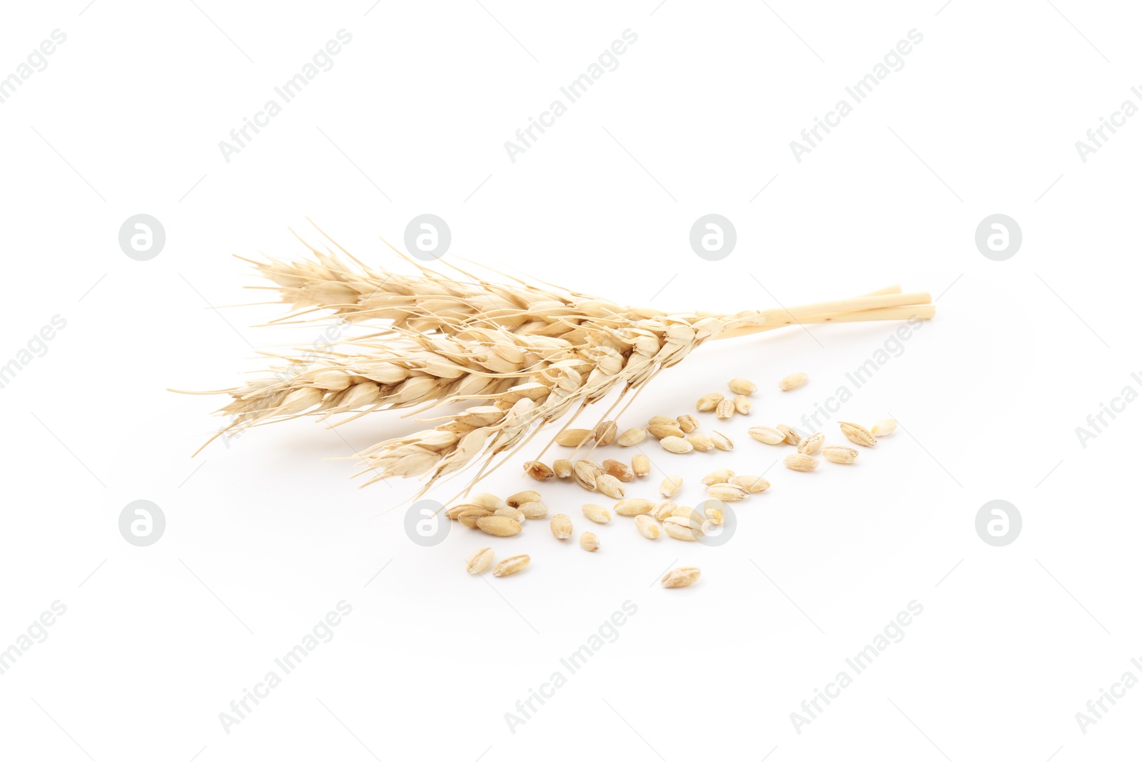 Photo of Wheat spikes and grains isolated on white