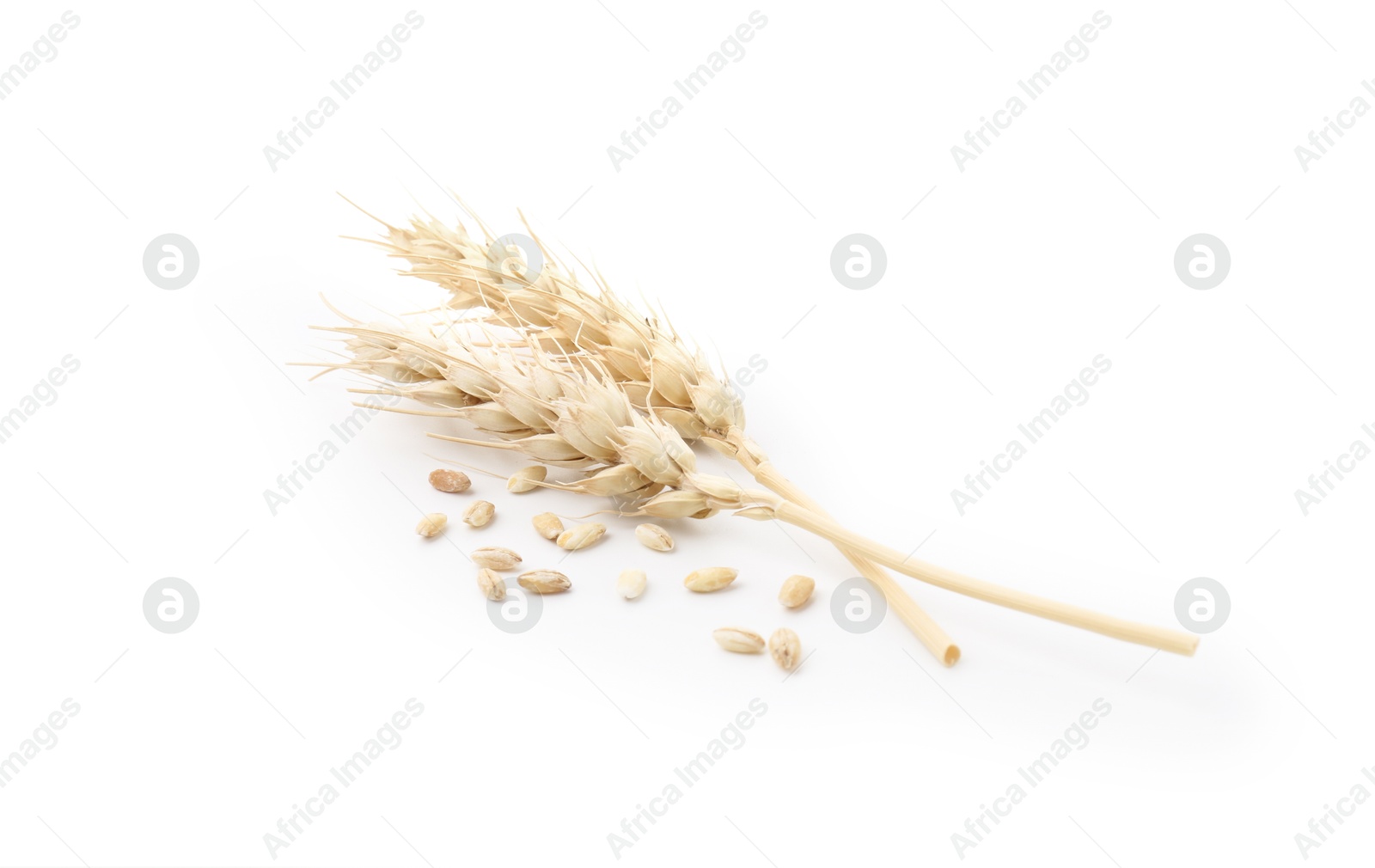 Photo of Wheat spikes and grains isolated on white