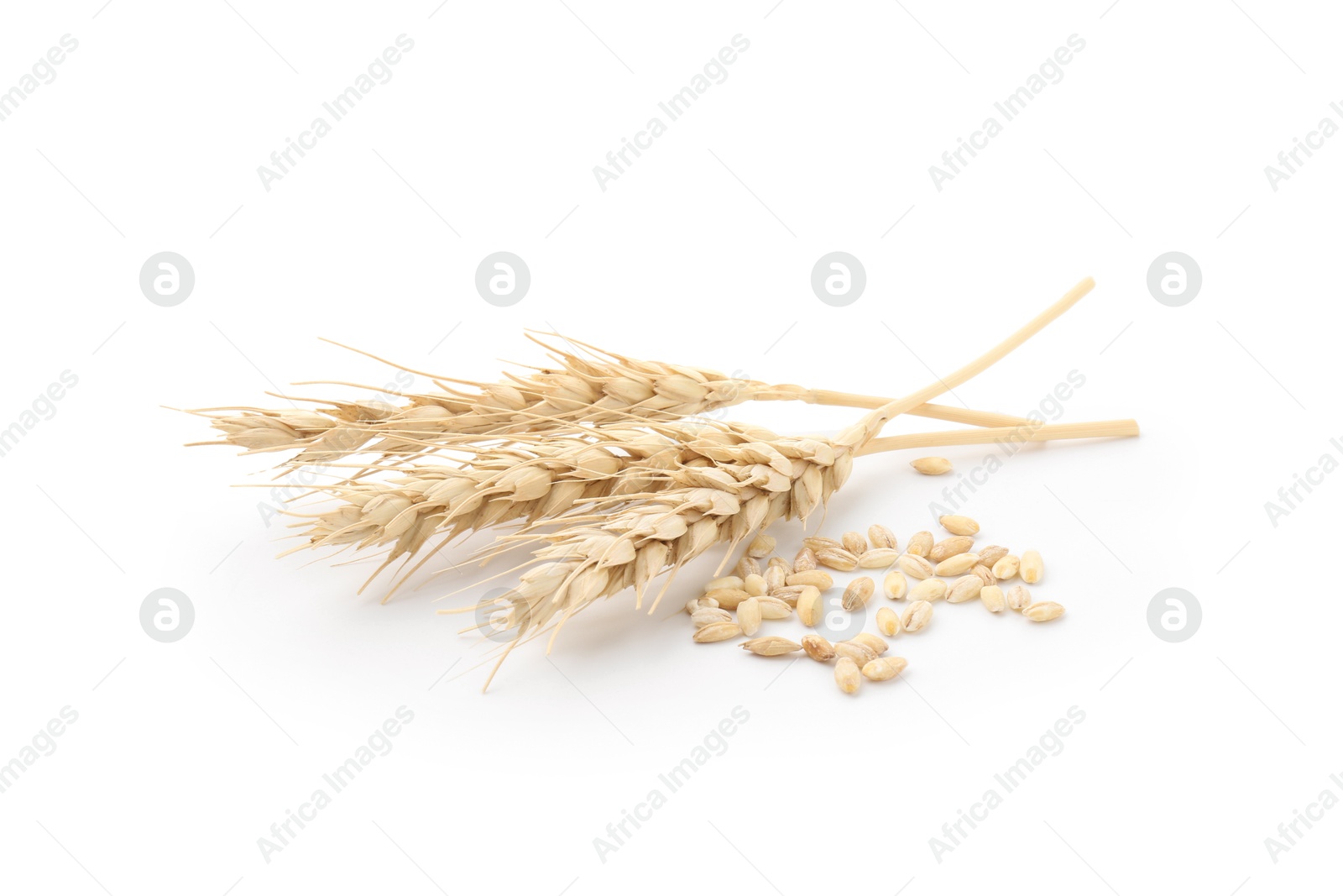 Photo of Wheat spikes and grains isolated on white