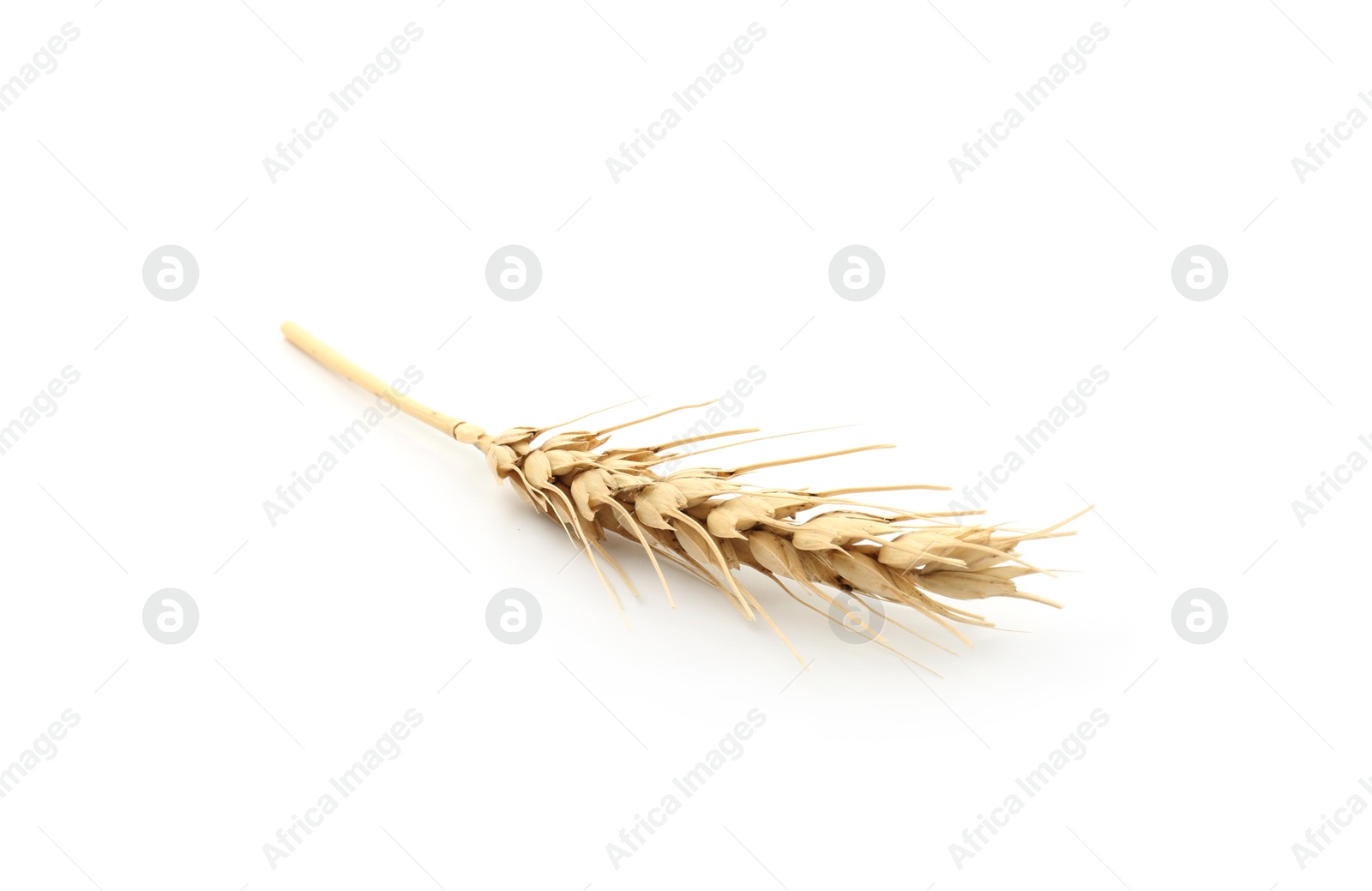Photo of One spike of wheat isolated on white