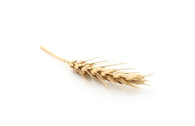 Photo of One spike of wheat isolated on white