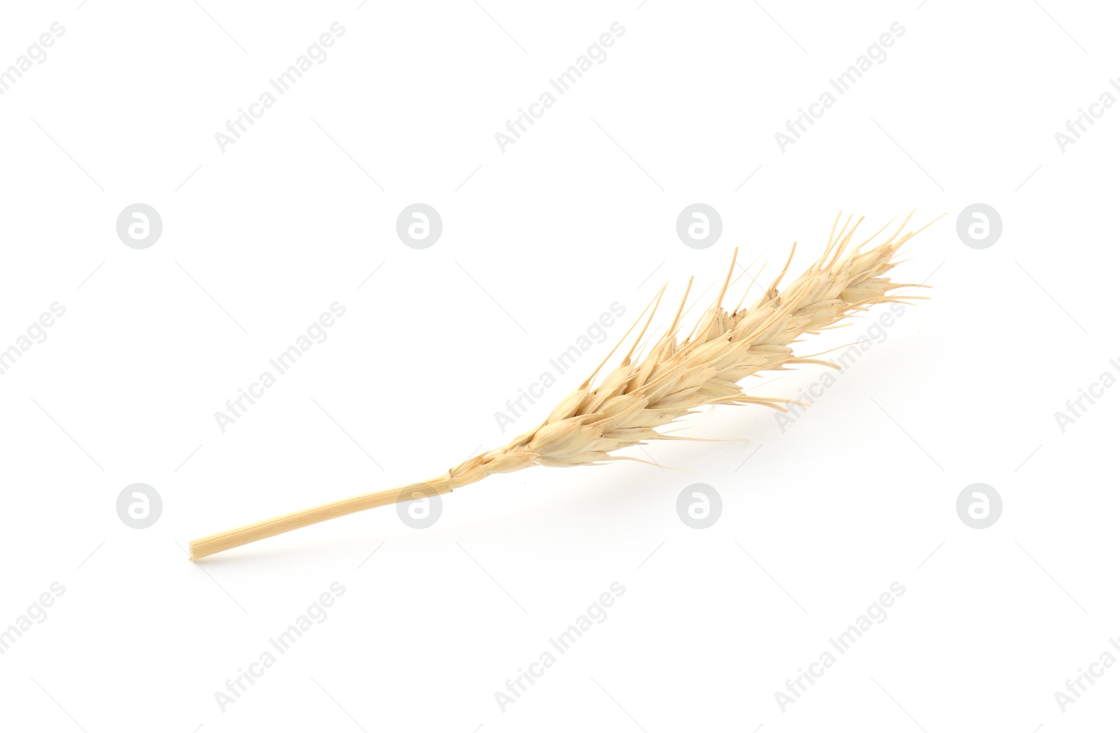 Photo of One spike of wheat isolated on white