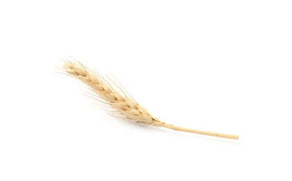 Photo of One spike of wheat isolated on white