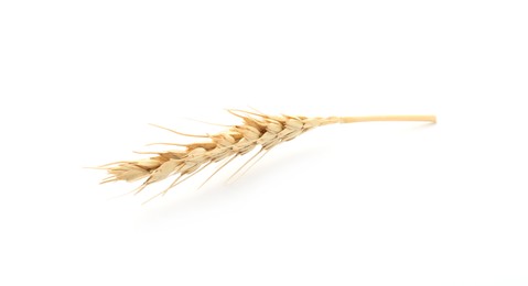 Photo of One spike of wheat isolated on white