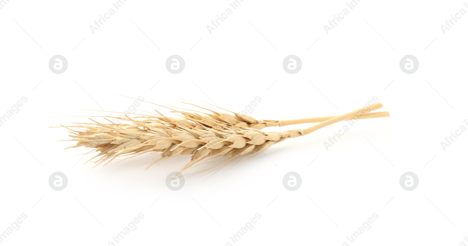 Two spikes of wheat isolated on white Photo of Two spikes of wheat isolated on white