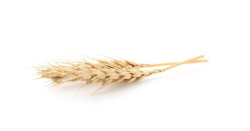 Photo of Two spikes of wheat isolated on white