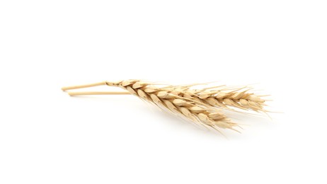 Photo of Two spikes of wheat isolated on white