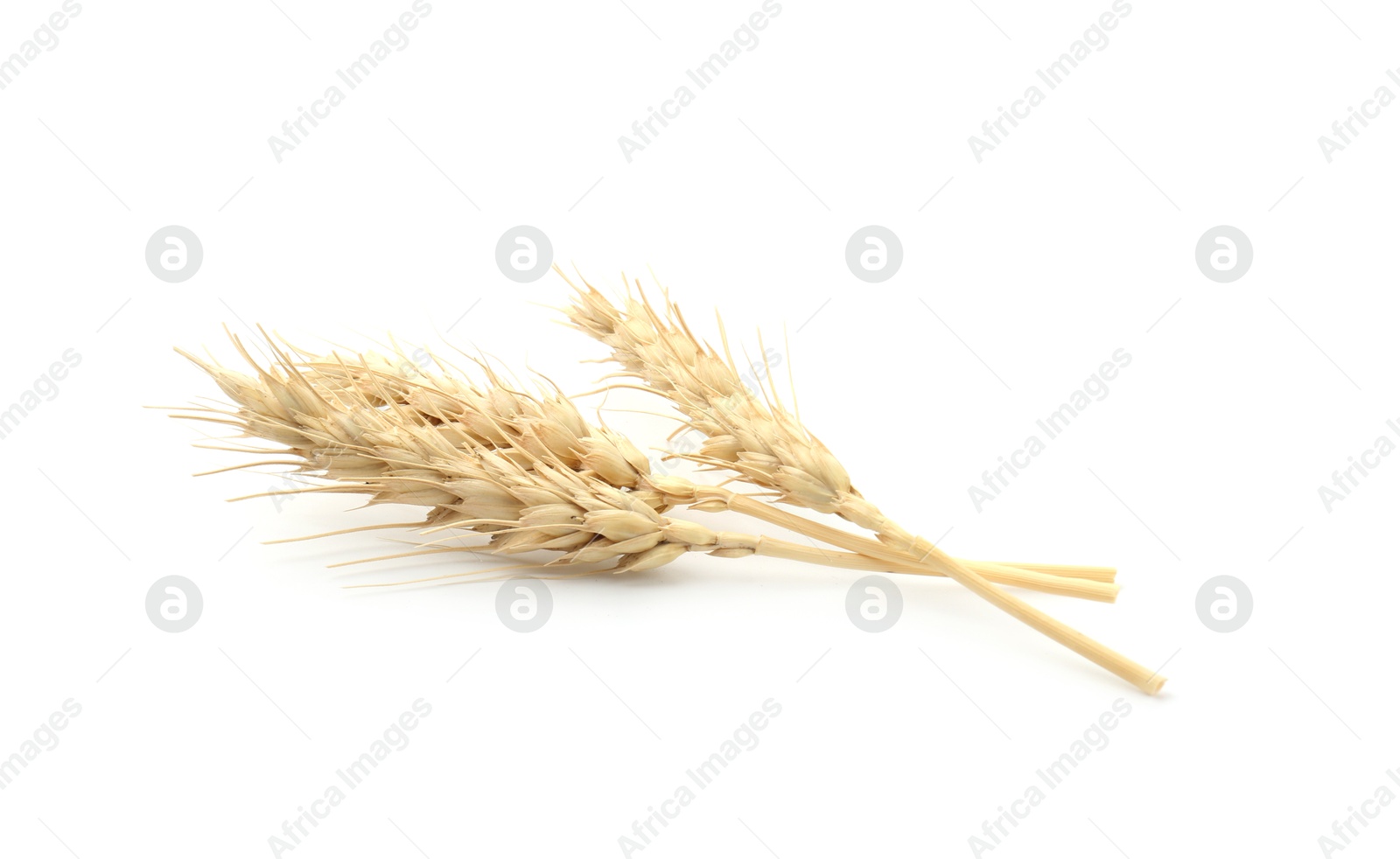 Dried spikes of wheat isolated on white Photo of Dried spikes of wheat isolated on white