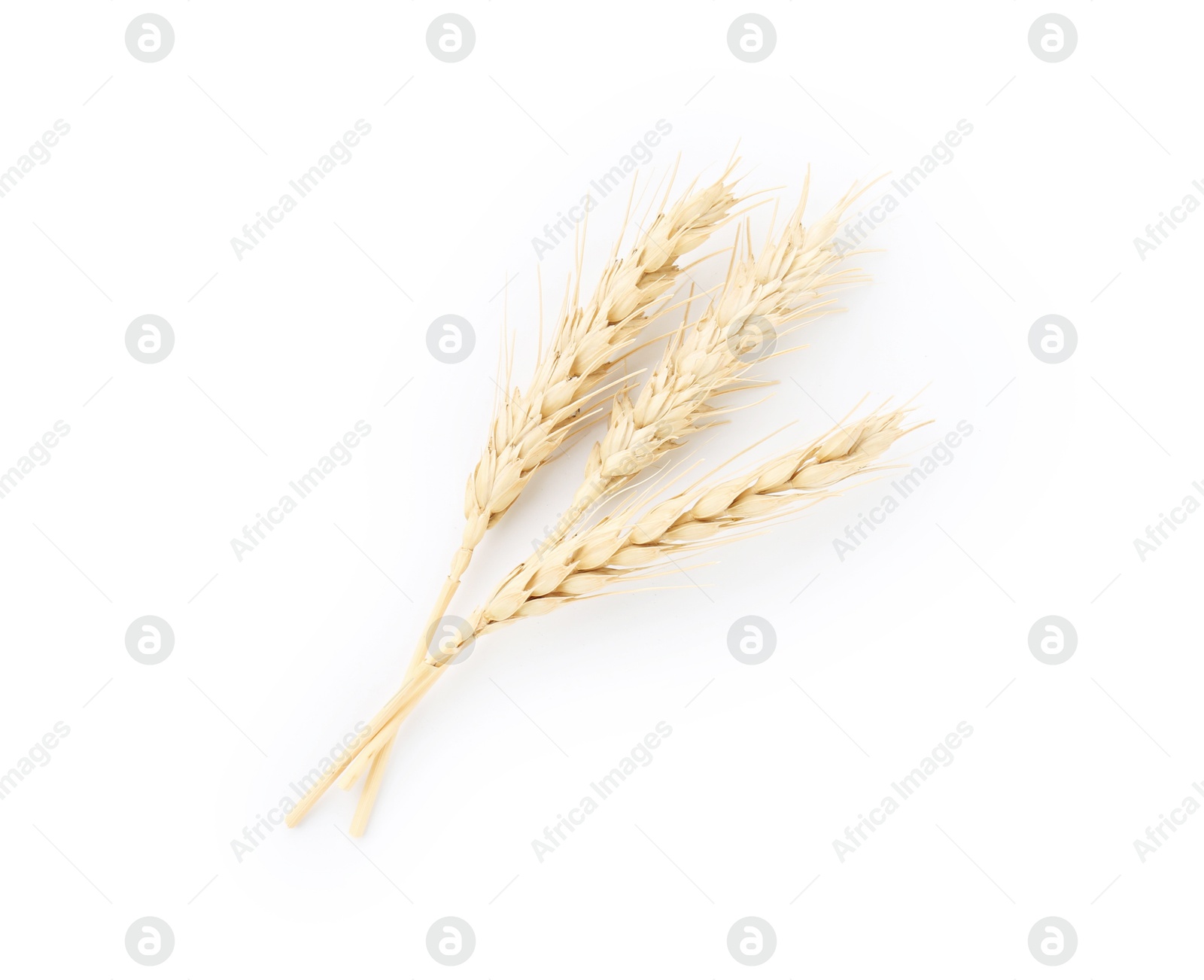Dried spikes of wheat isolated on white, top view Photo of Dried spikes of wheat isolated on white, top view