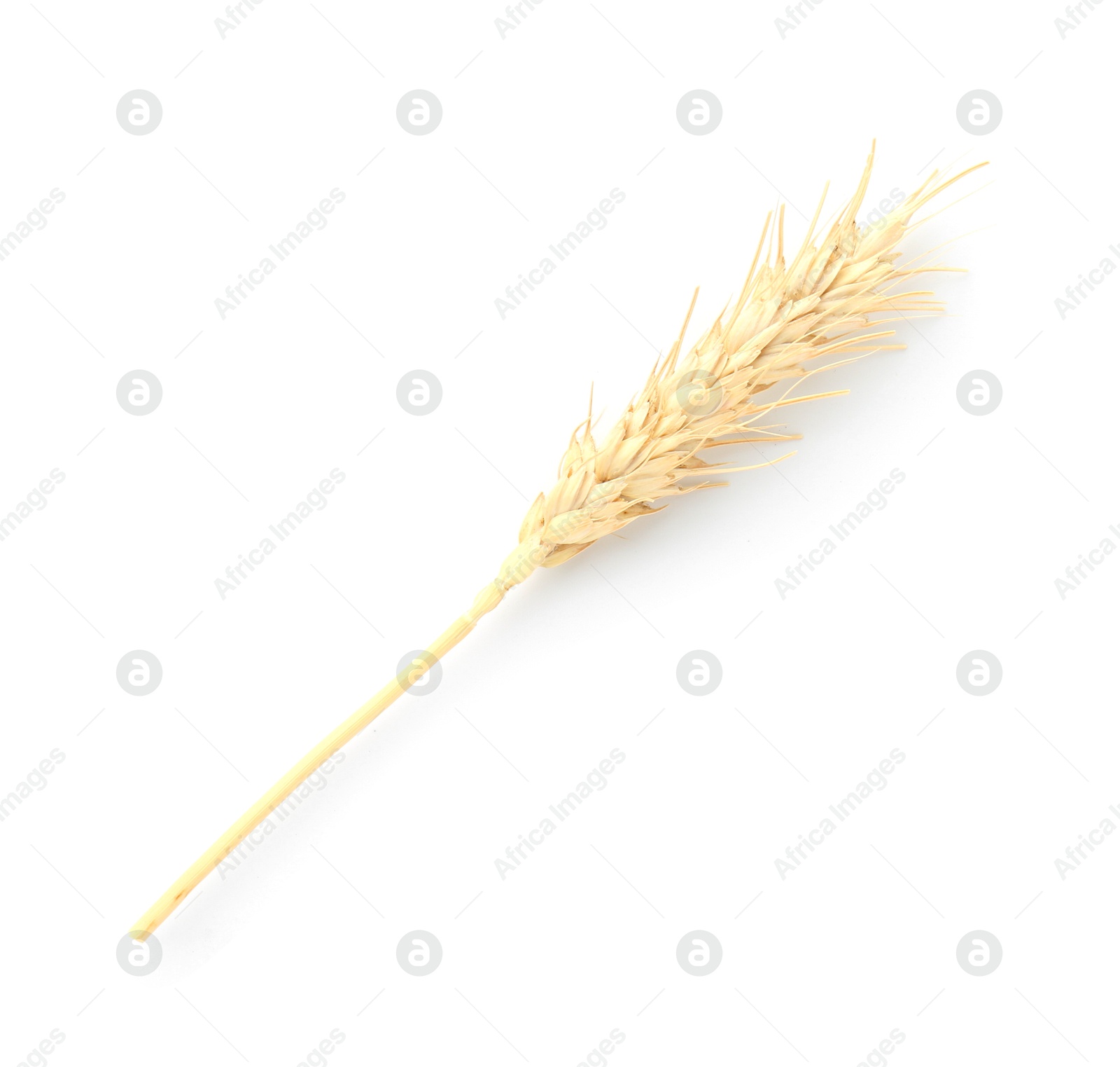 One spike of wheat isolated on white, top view Photo of One spike of wheat isolated on white, top view