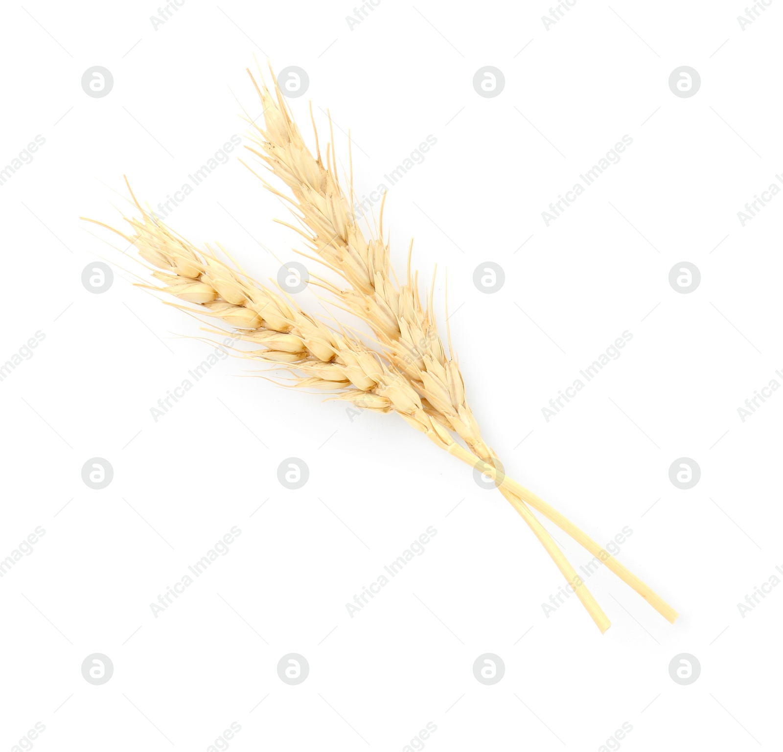 Two spikes of wheat isolated on white, top view Photo of Two spikes of wheat isolated on white, top view