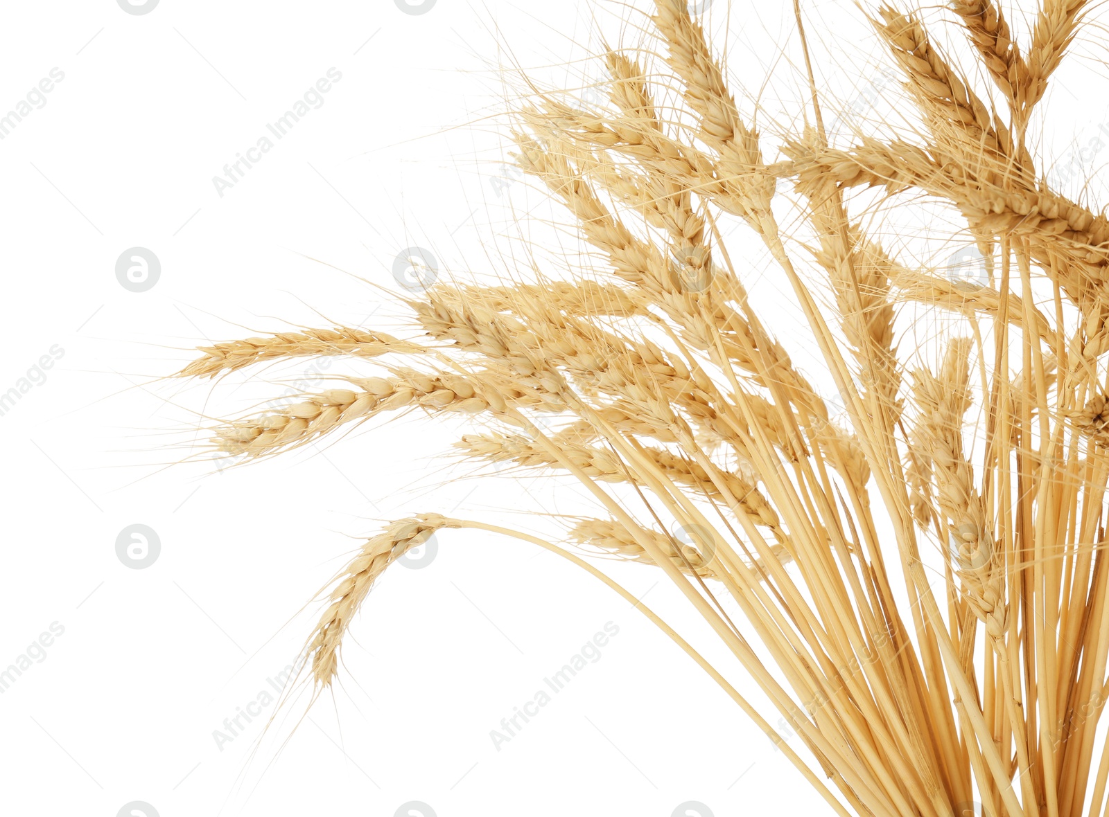 Photo of Dried spikes of wheat isolated on white