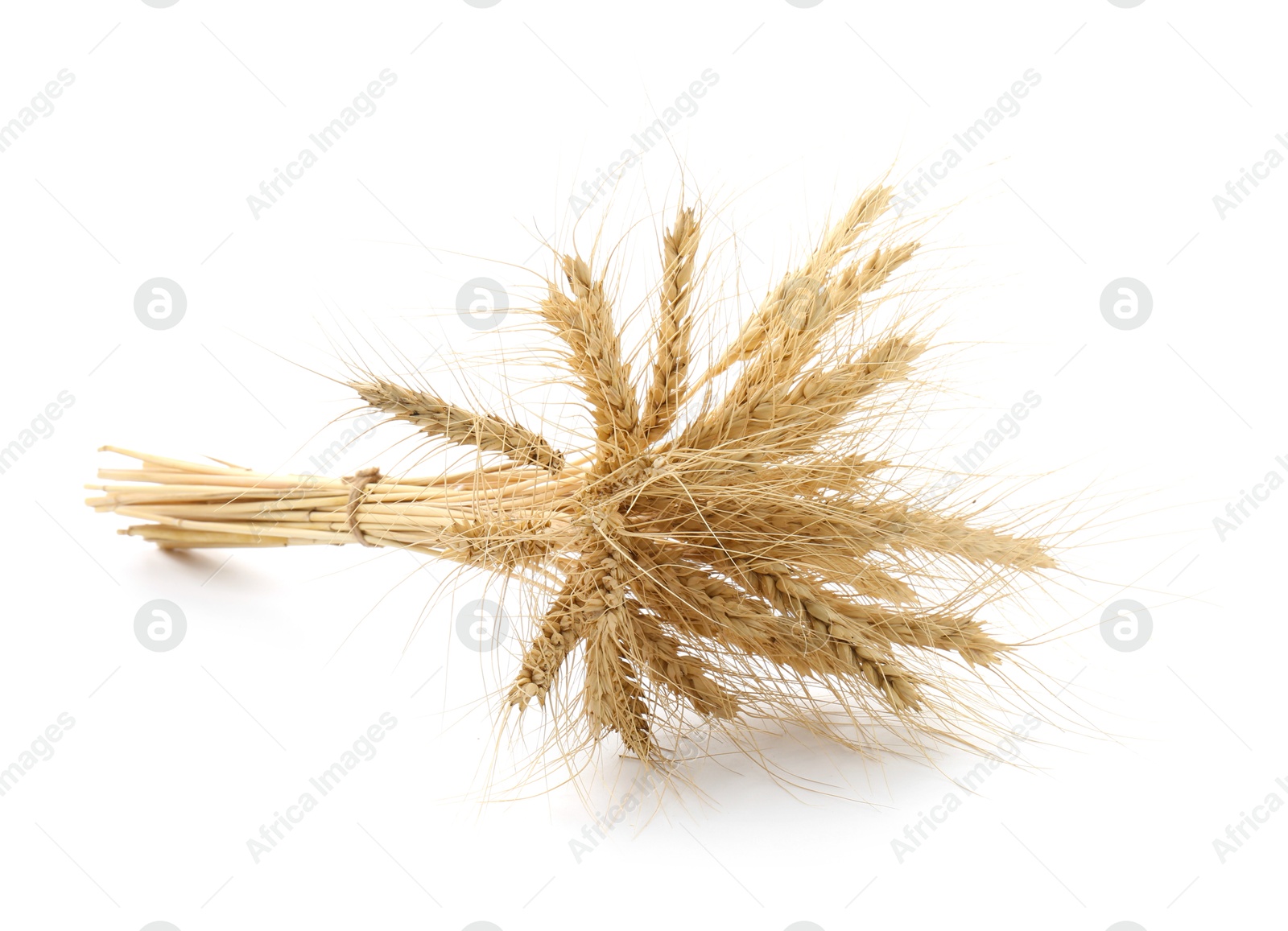 Photo of Bunch of dried wheat spikes isolated on white