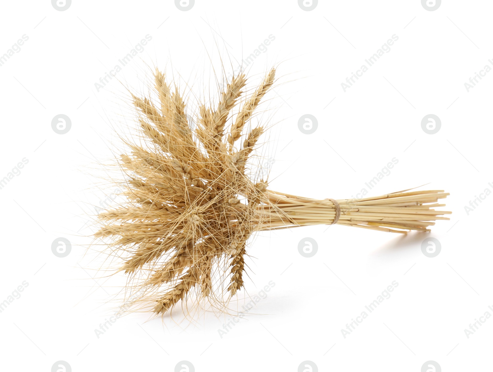 Bunch of dried wheat spikes isolated on white Photo of Bunch of dried wheat spikes isolated on white