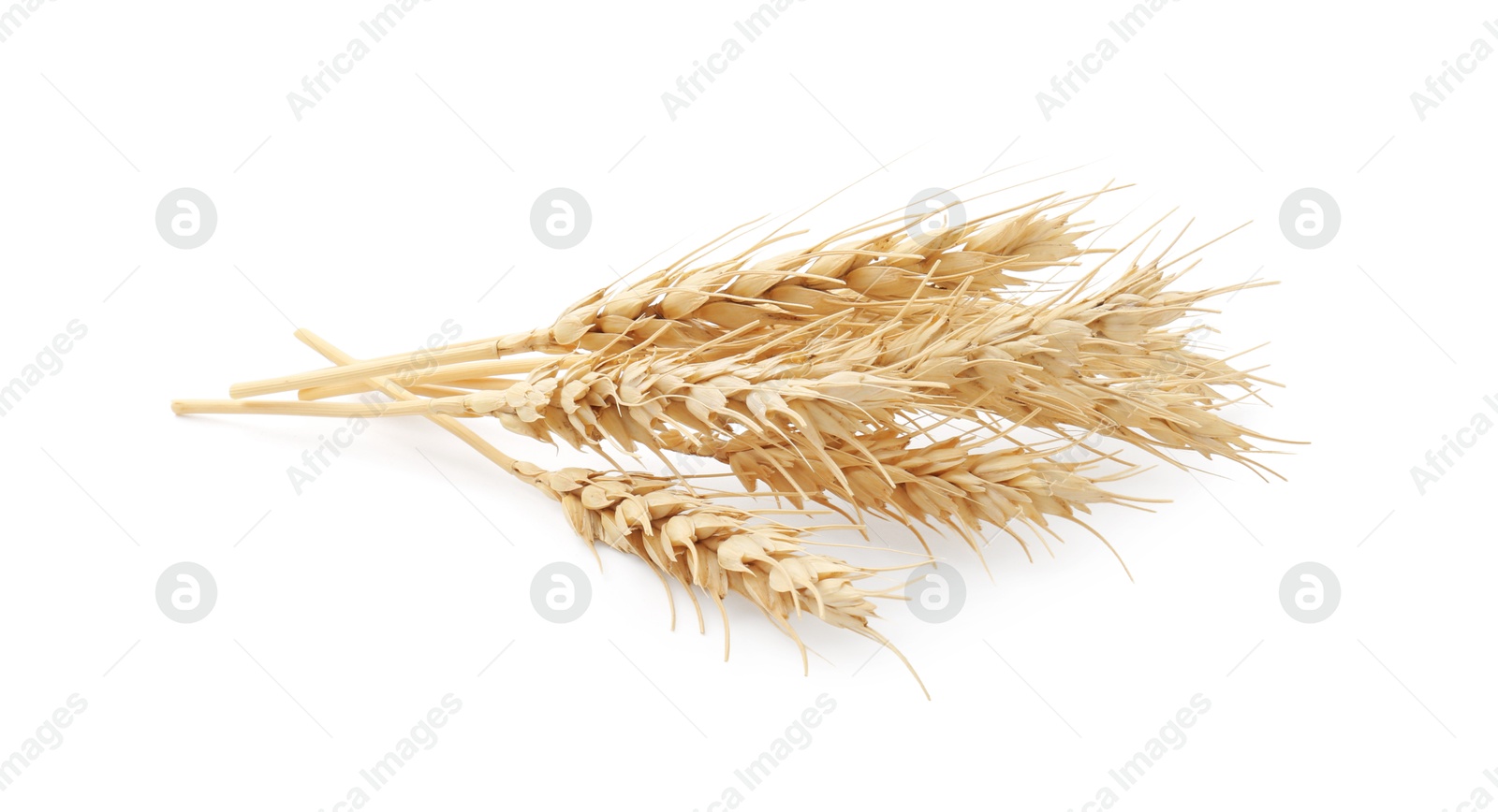 Photo of Dried spikes of wheat isolated on white