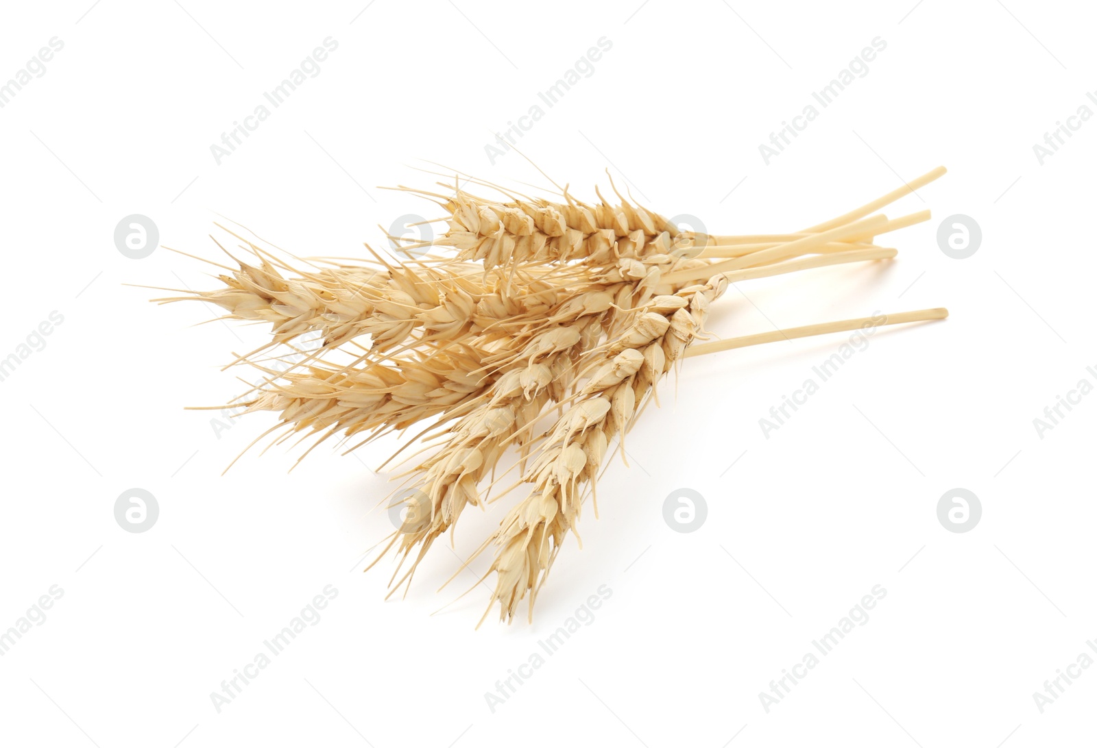 Photo of Dried spikes of wheat isolated on white