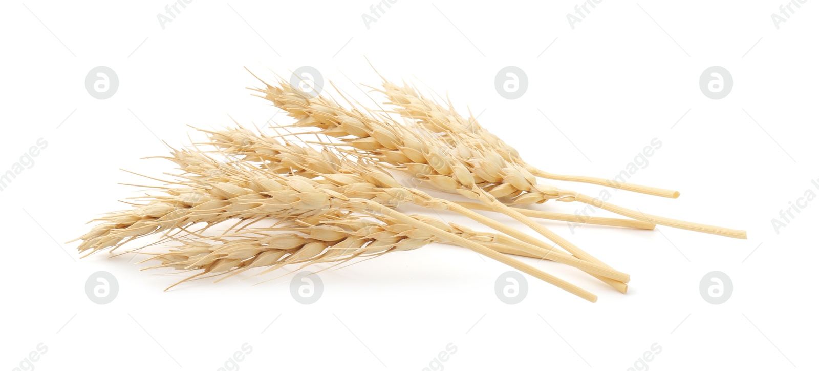 Photo of Dried spikes of wheat isolated on white