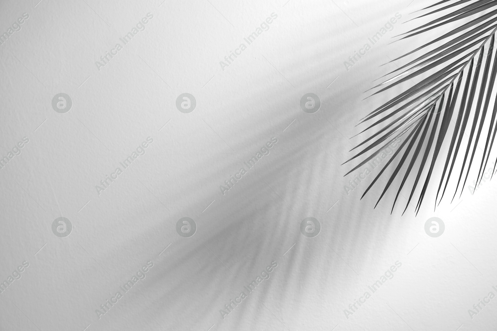 Image of Tropical palm branch casting shadow on white wall. Black and white toning