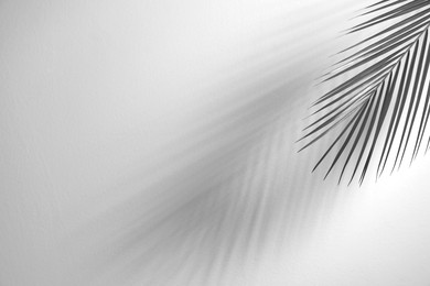 Image of Tropical palm branch casting shadow on white wall. Black and white toning