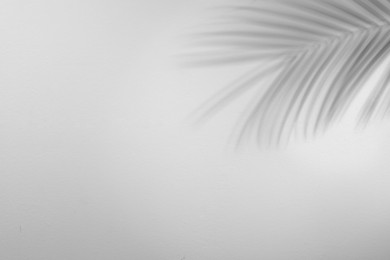 Image of Shadow of tropical palm branch on white background. Black and white toning