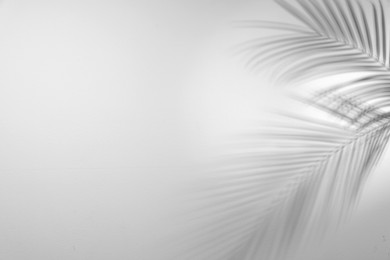 Image of Shadows of tropical palm branches on white background. Black and white toning