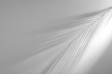Image of Shadow of tropical palm branch on white background. Black and white toning