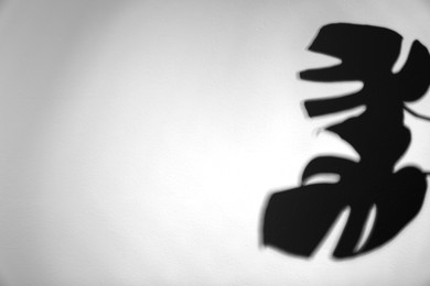 Image of Shadows of monstera leaves on white background. Black and white toning