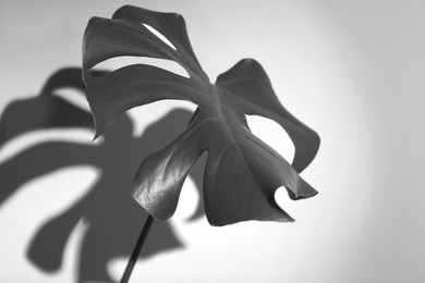 Image of Monstera leaf casting shadow on white wall. Black and white toning