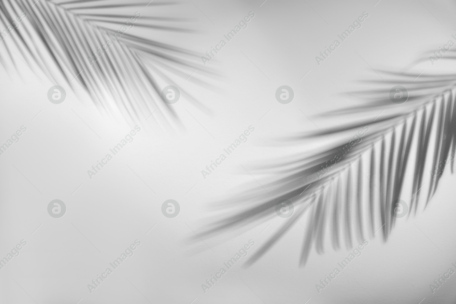 Image of Shadows of tropical palm branches on white background. Black and white toning