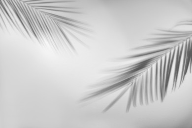 Image of Shadows of tropical palm branches on white background. Black and white toning