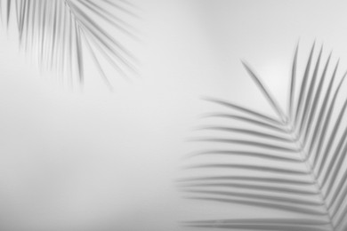 Image of Shadows of tropical palm branches on white background. Black and white toning