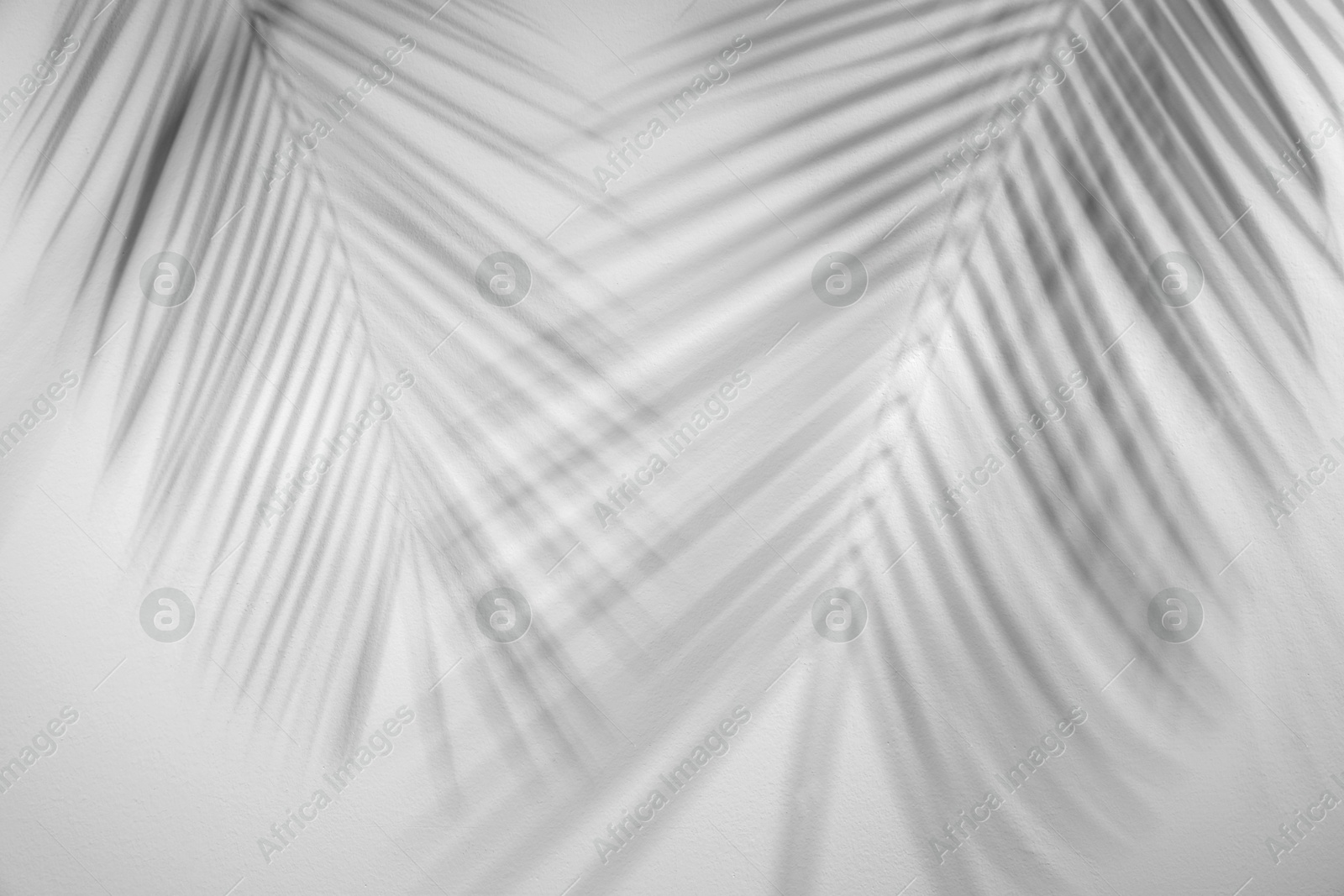 Image of Shadows of tropical palm branches on white background. Black and white toning