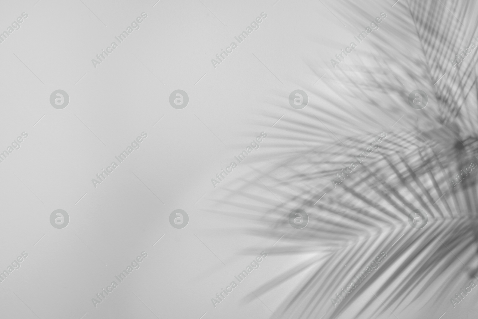 Image of Shadows of tropical palm branches on white background. Black and white toning