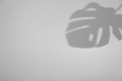 Image of Shadow of monstera leaf on white background. Black and white toning