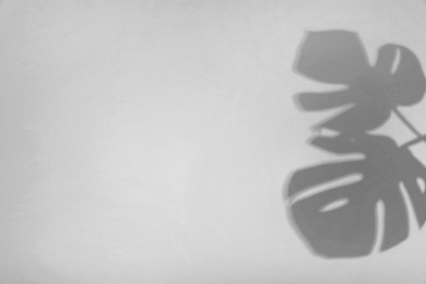 Image of Shadows of monstera leaves on white background. Black and white toning
