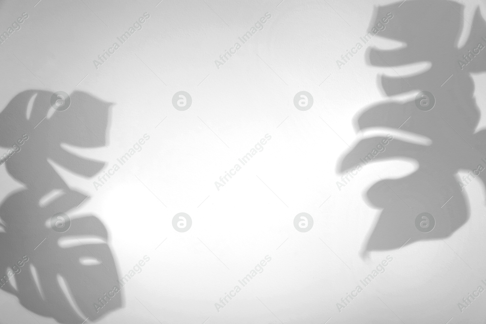 Image of Shadows of monstera leaves on white background. Black and white toning
