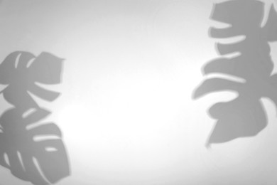 Image of Shadows of monstera leaves on white background. Black and white toning