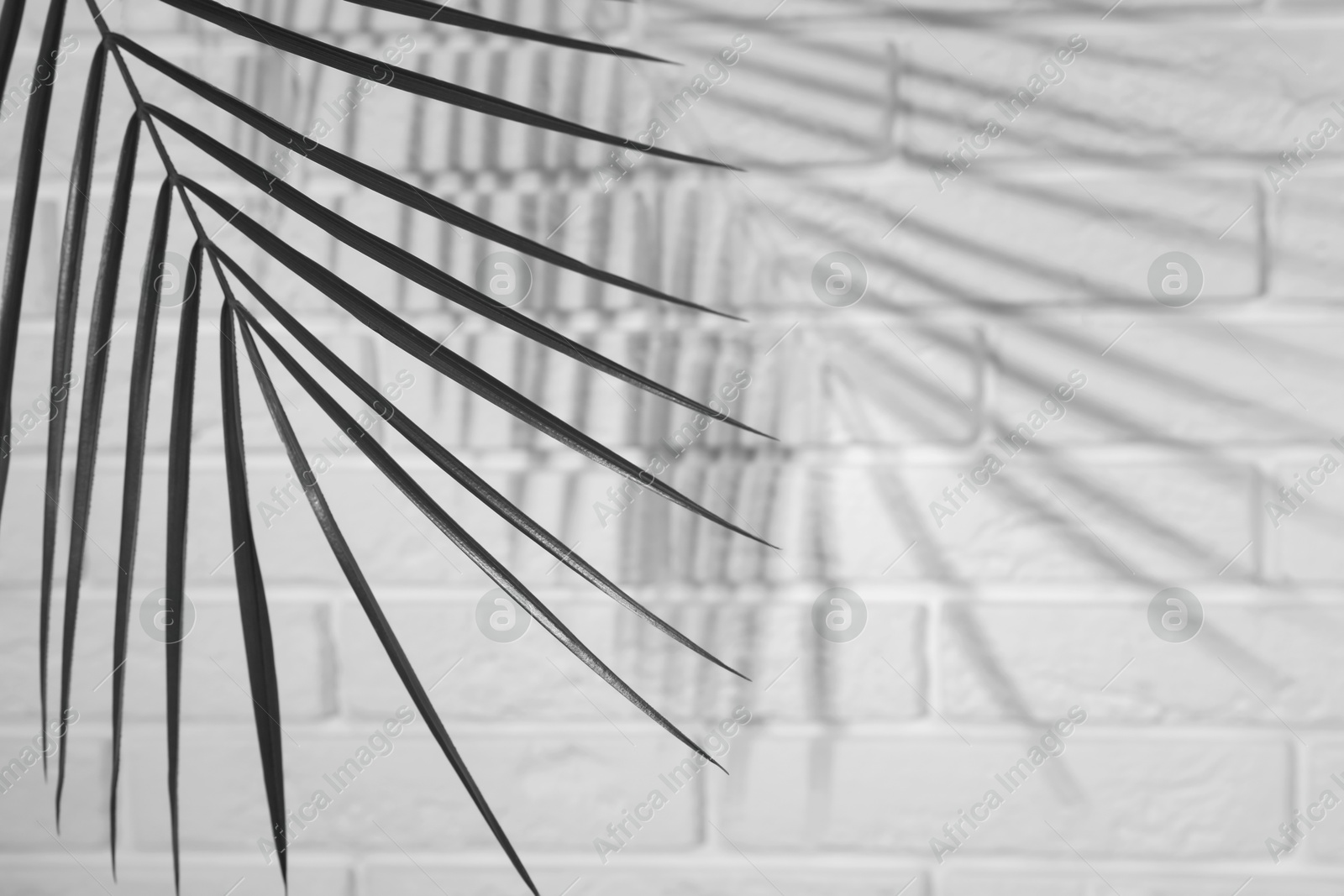 Image of Tropical palm branch casting shadow on white brick wall. Black and white toning