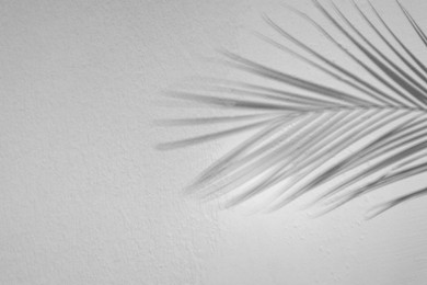 Image of Shadow of tropical palm branch on white background. Black and white toning