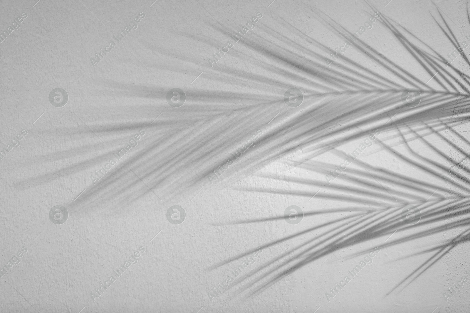 Image of Shadows of tropical palm branches on white background. Black and white toning