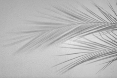 Image of Shadows of tropical palm branches on white background. Black and white toning