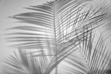 Image of Shadows of tropical palm branches on white background. Black and white toning